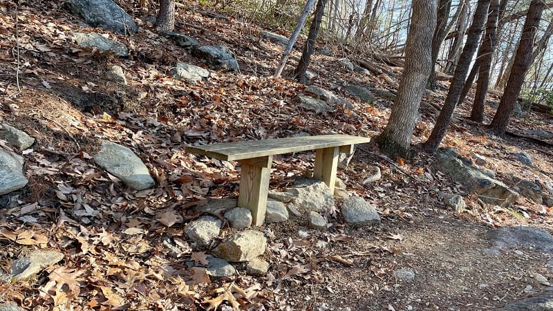 Crooked Tree Bench