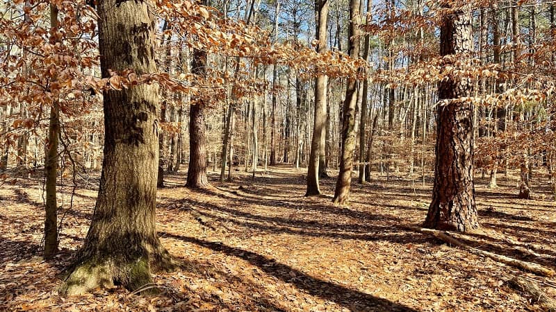 Otey Shelton Trail at Sandy Bottom Nature Park