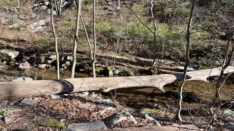 Log Crossing on Sulphur Springs Gap Trail