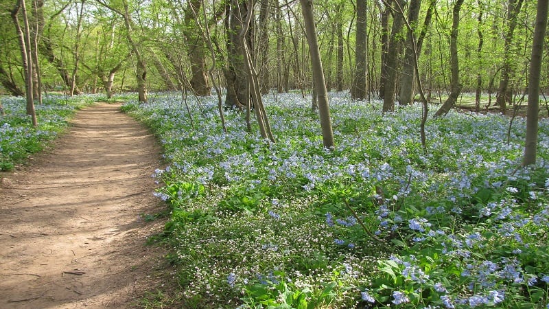 bluebells at Bull Run Regional Park