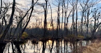 Great Dismal Swamp Virginia