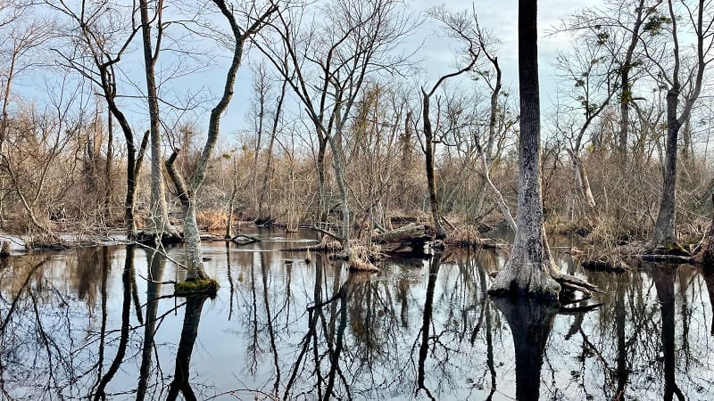 Bald Cypress Trees at Great Dismal Swamp