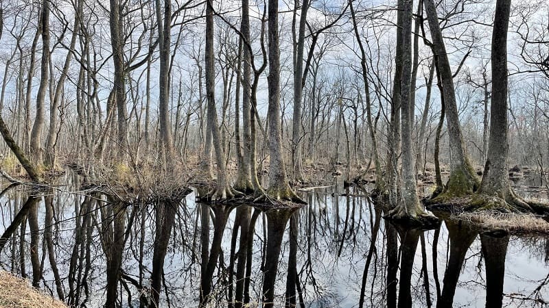 Great Dismal Swamp