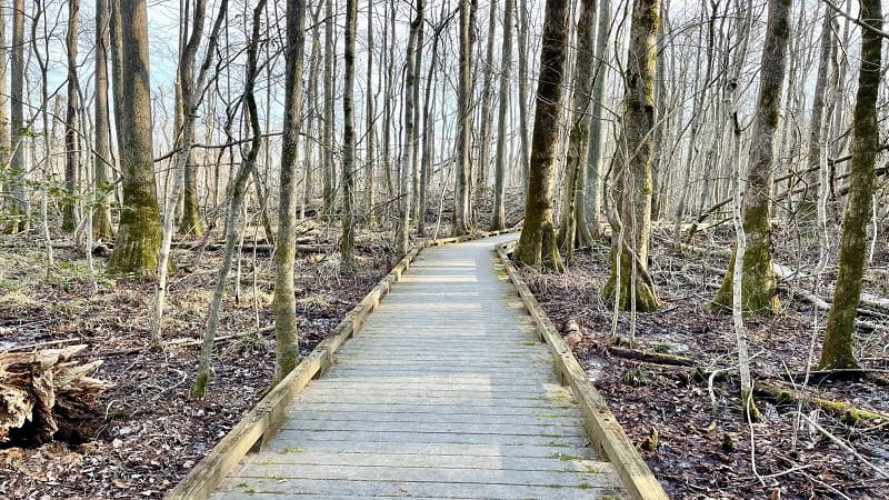 Great Dismal Swamp Boardwalk Trail