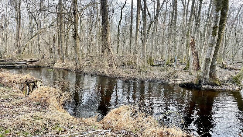 Great Dismal Swamp