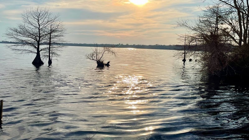 Bald Cypress Trees on Lake Drummond