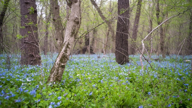 Bluebells at Riverbend Park