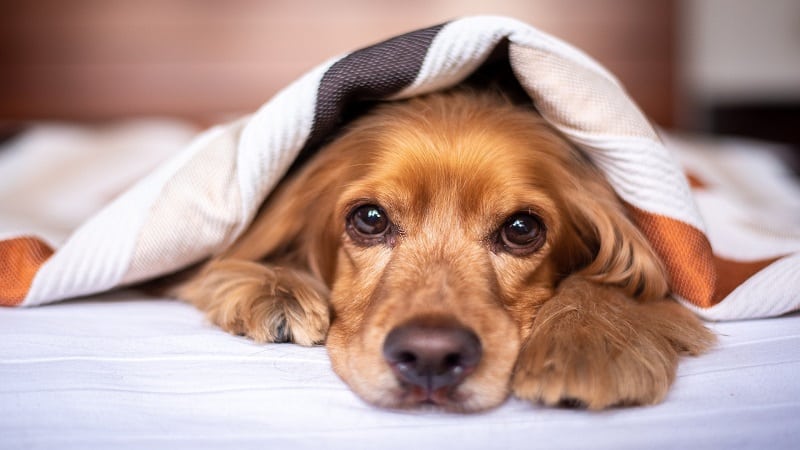 dog under a blanket