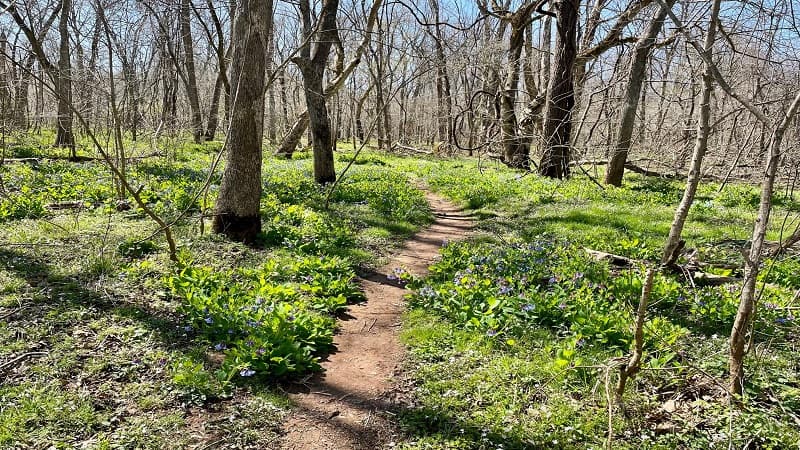 Bluebell Trail at Merrimac Farm