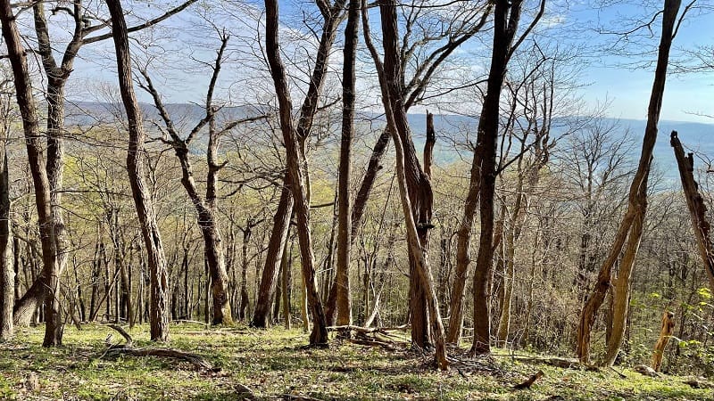 Tree VIews