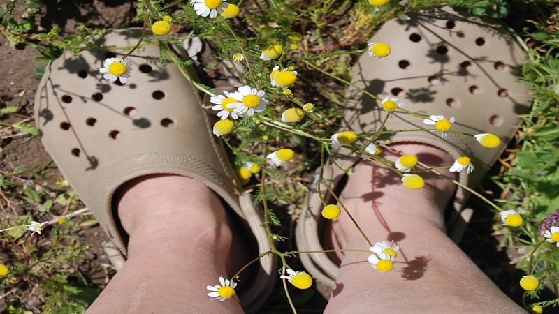crocs in wildflowers