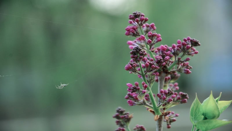 clove bud