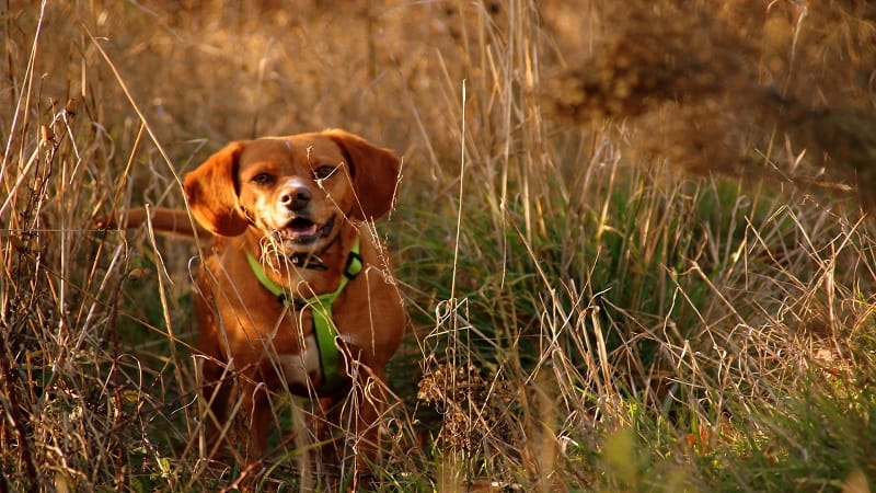 hiking dog