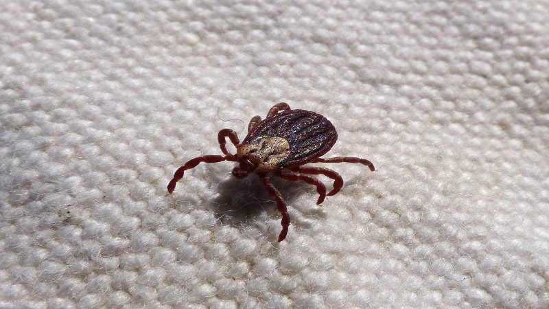 tick on fabric