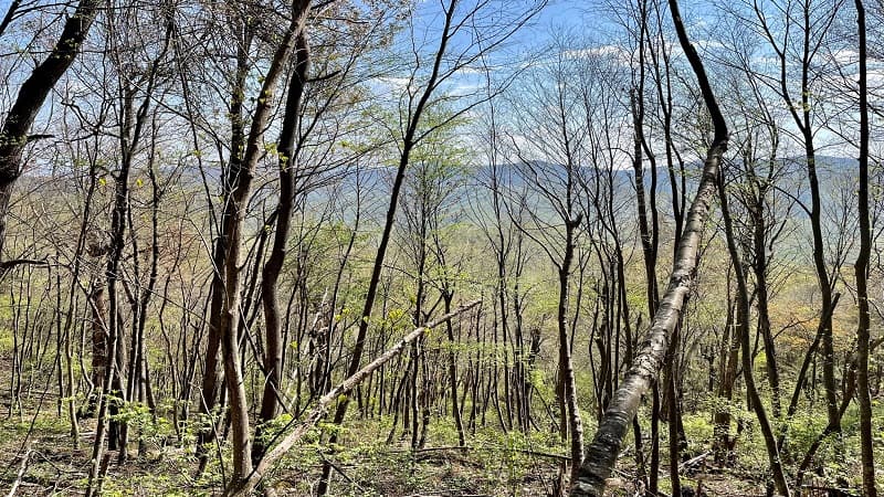 Views Through Trees