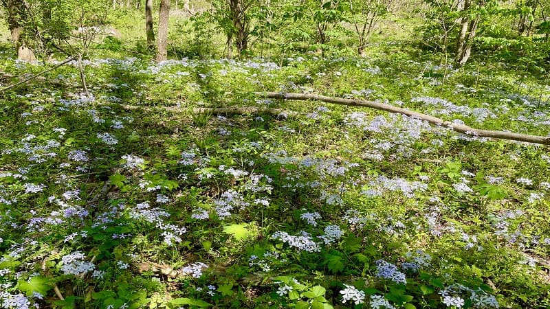 Trail Phlox