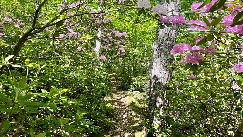 Rhododendrons