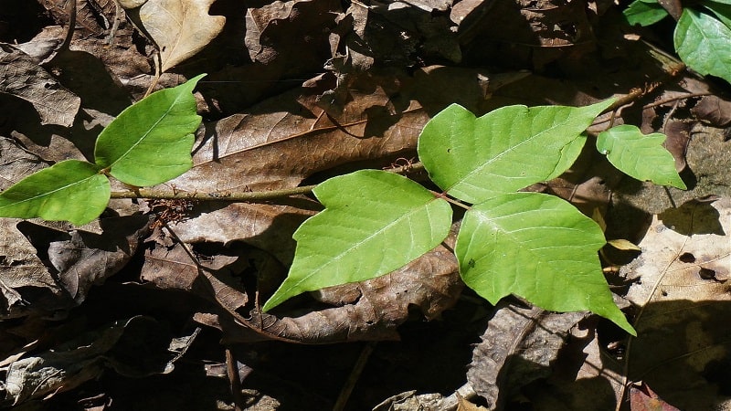 poison ivy