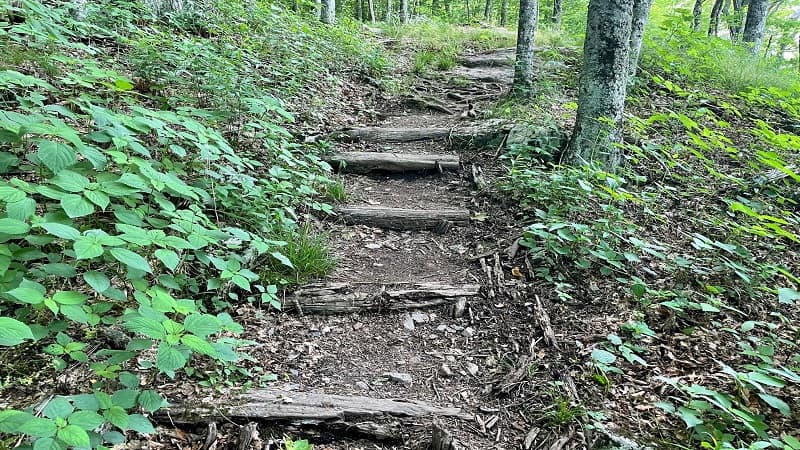 Wooden Steps in Trail