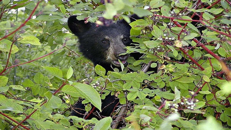 Hiding Black Bear