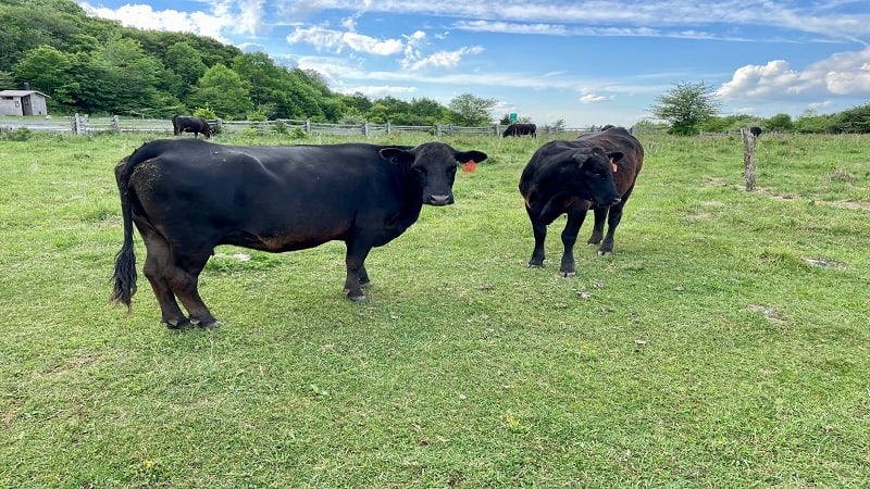 Cows at Trailhead