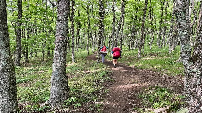 Appalachian Trail to Mount Rogers