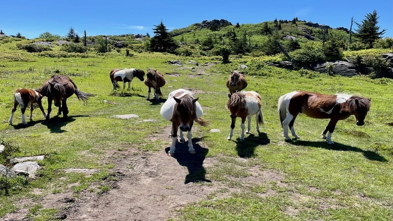 Mount Rogers Ponies