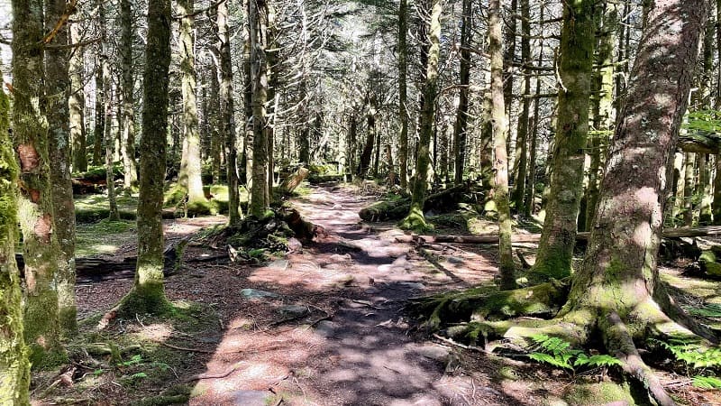 Mount Rogers Trail