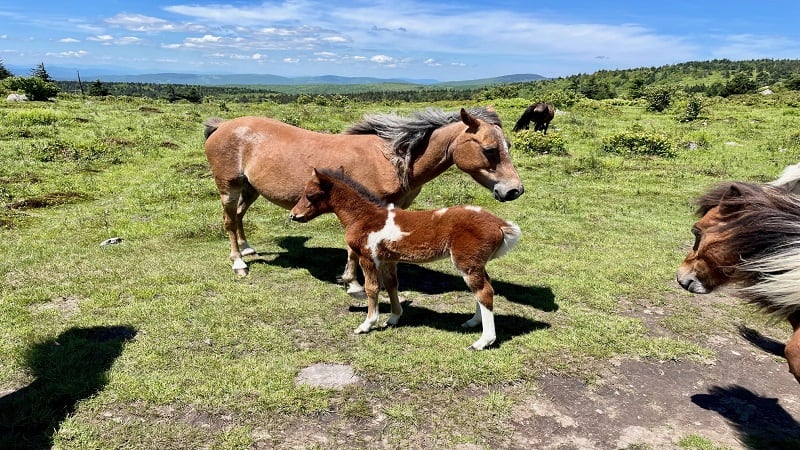 Mount Rogers Ponies