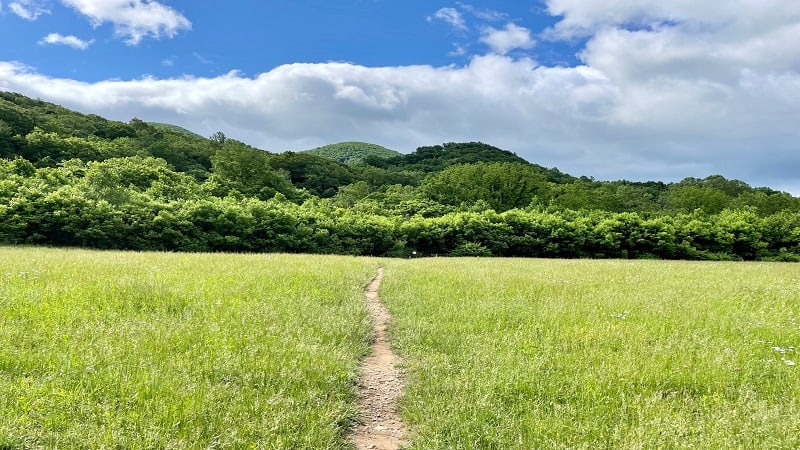 Clearing to Tinker Cliffs