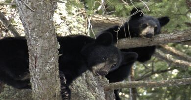 Two Black Bears in a Tree | Can Bears Climb Trees?