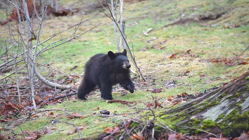 what bear can't climb trees