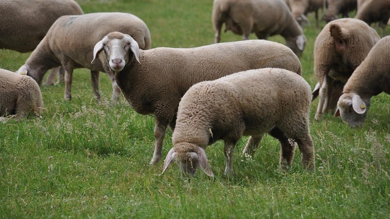 merino sheep grazing