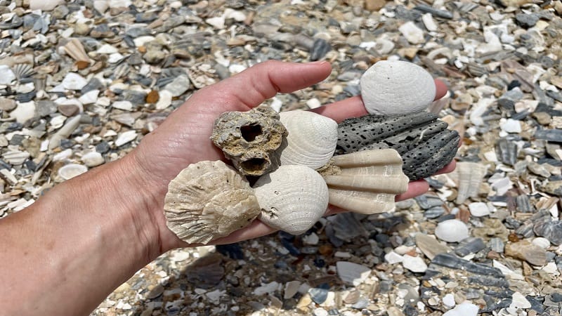 Fossils at Chippokes State Park