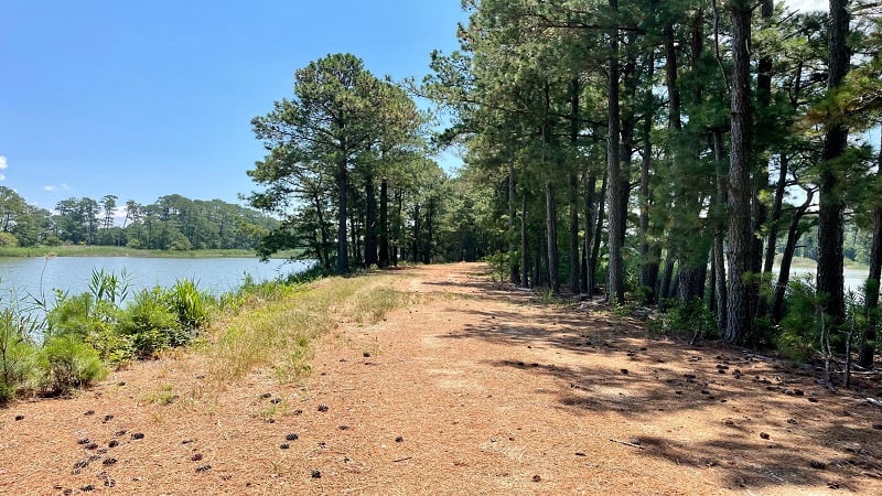 Hog Island WMA Walking Trail