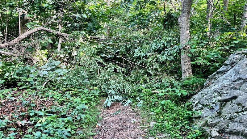 Fallen Tree on Dickey Ridge Trail