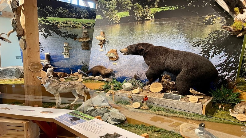 Wildlife Exhibit