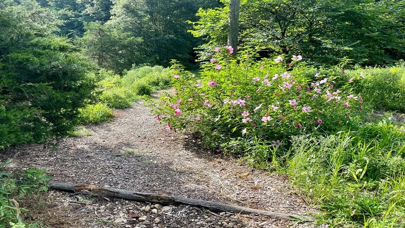 Nature Trail at Winkler Botanical Preserve