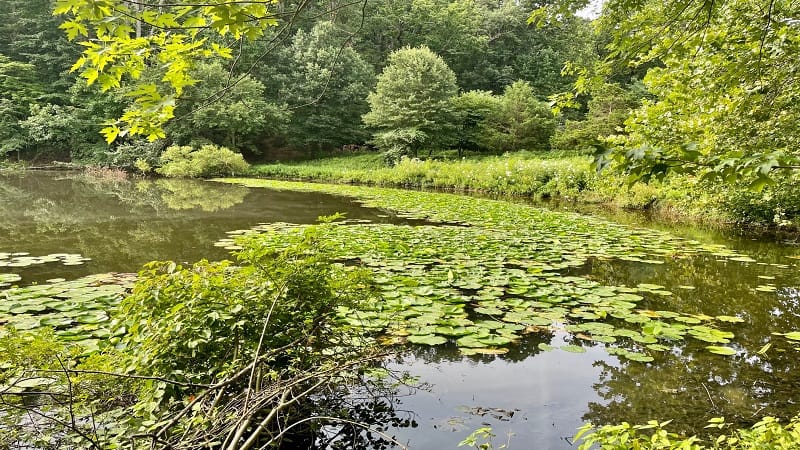 Lily Pad Pond