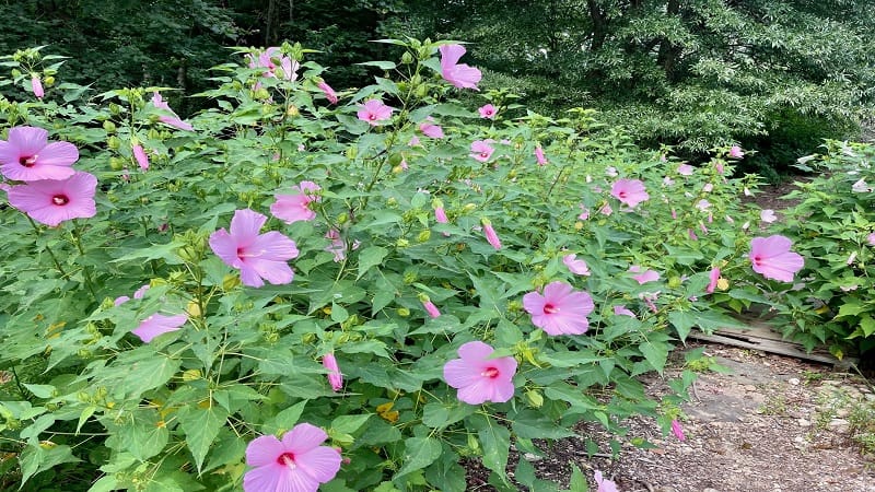 Pink Wildflowers