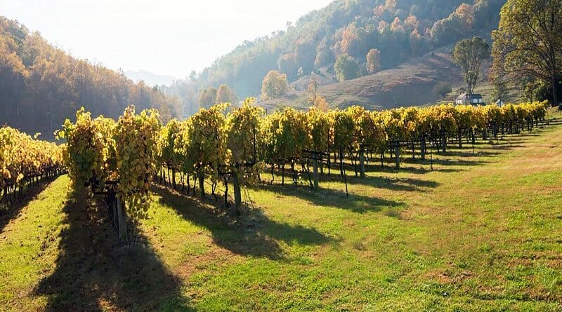 Perfect Pairings: 3 Scenic Shenandoah Winery Hikes