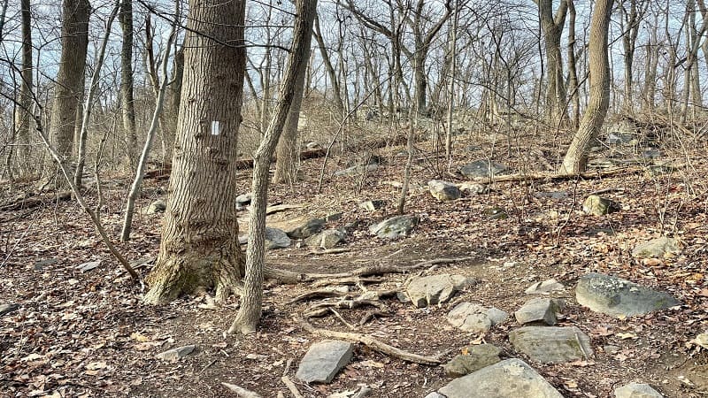 White Blazes on the Appalachian Trail Near Bluemont, Virginia