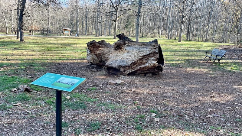 Tulip Poplar Tree Log