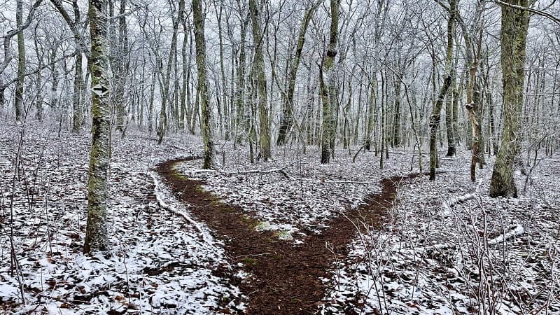 Trail Fork on Brumley Mountain Trail