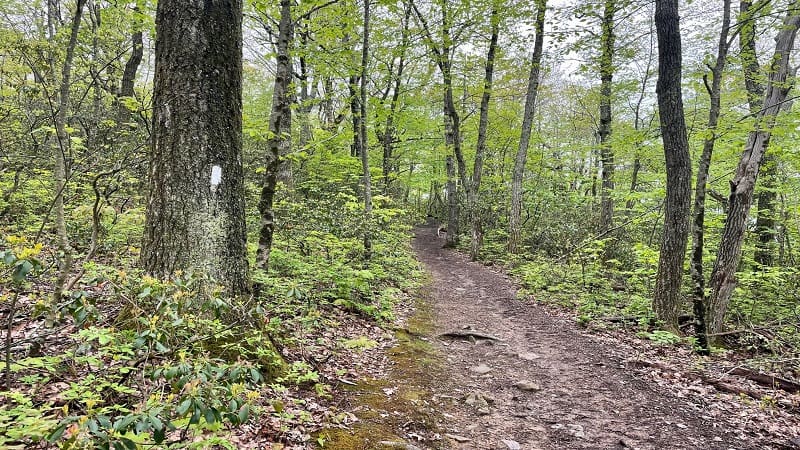 Appalachian Trail at Shenandoah National Park