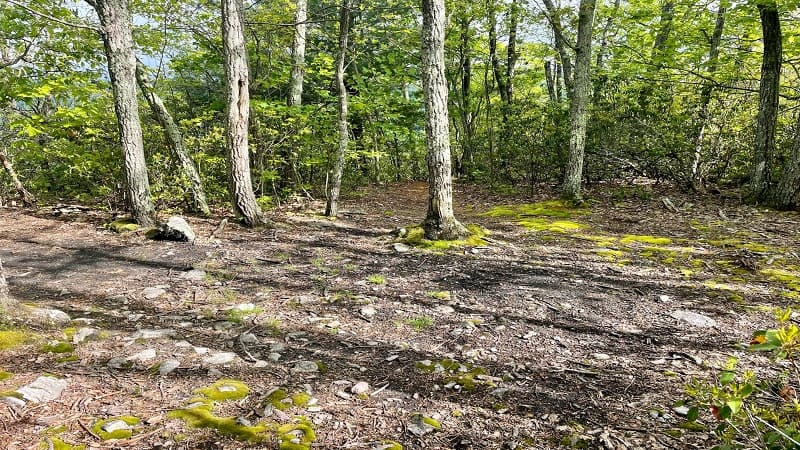 Camp Site Near Furnace Mountain Summit