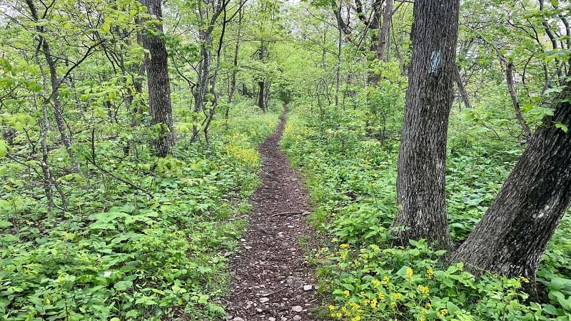 Trayfoot Mountain Trail