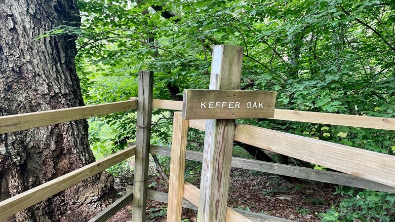 A sign to mark Keffer Oak in Virginia