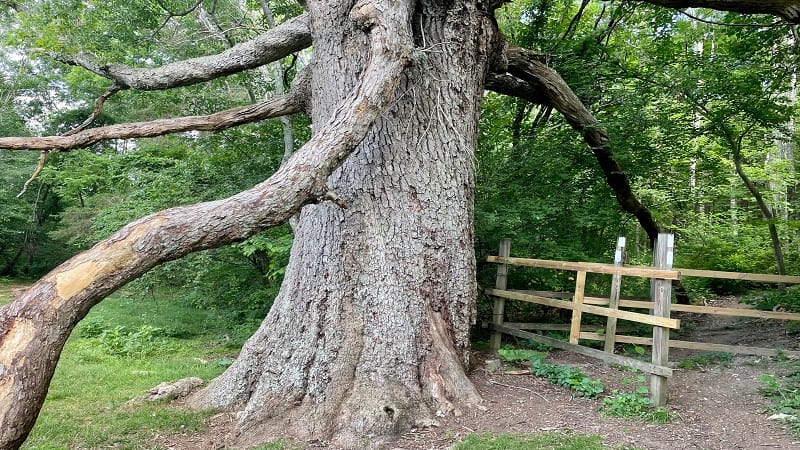 Keffer Oak, the second largest oak tree along the Appalachian Trail