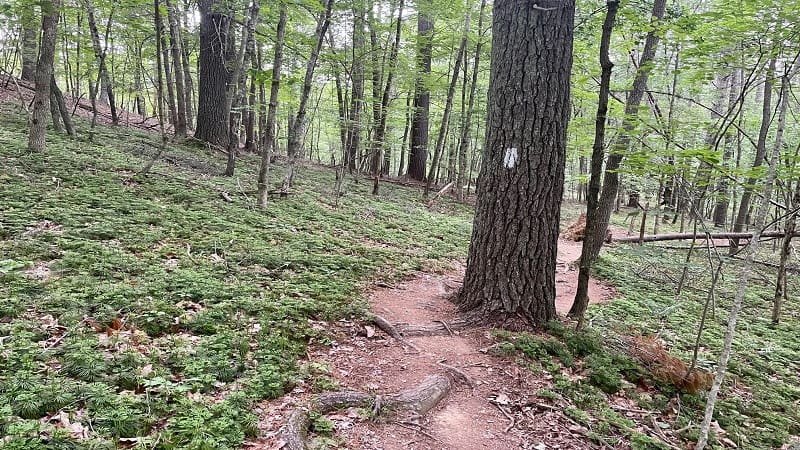 White blazes on the Appalachian Trail